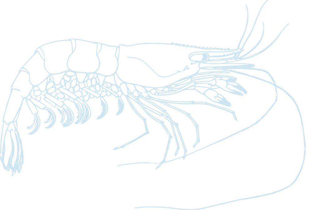 langostino_azcl